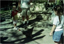 A Chicken Walks Freely at Our Zoo ;)